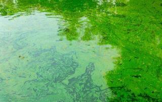 harmful algae bloom dangers in North Carolina