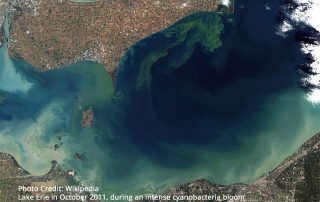 Lake Erie in October 2011, during an intense cyanobacteria bloom