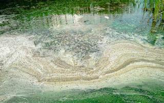 toxic algae bloom cyanobacteria finger lakes new york