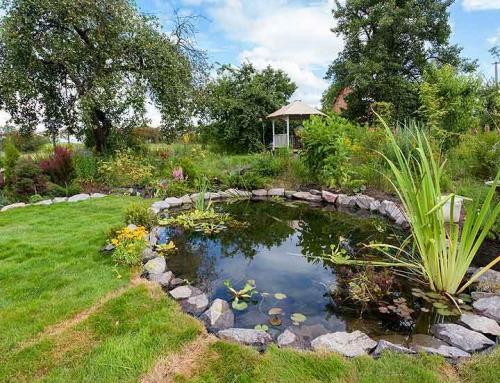 Pond Odor: What Is Making My Pond Stink?