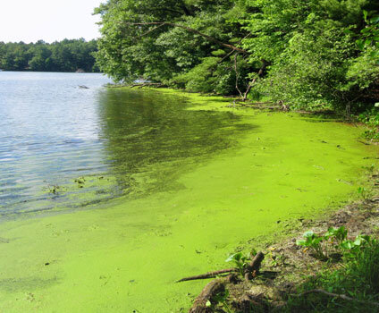 Cyanobacteria Harmful Algae Bloom Toxic Testing Treatment Management