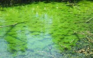 Pond Cyanobacteria Blooms - Dangerous to animals and humans