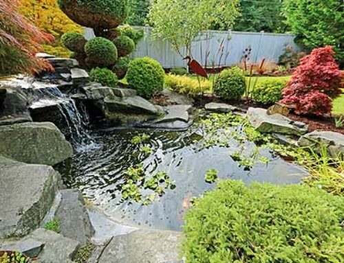 Troubleshooting A Leaking Pond: Strategies and Solutions