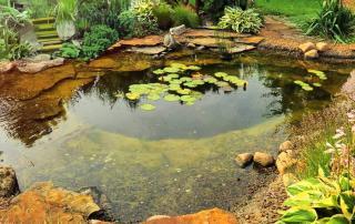 Pond Health Products - Probiotic Pond Bacteria